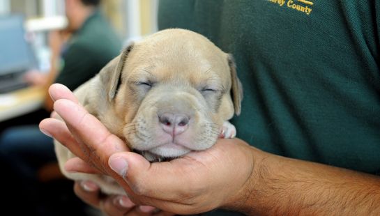 A close-up of a tiny, light-brown puppy sleeping peacefully in the hand of an animal shelter staff member.