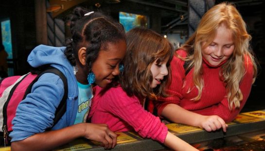 Three young girls engaging with marine life at a shallow tide pool exhibit inside an aquarium or museum.