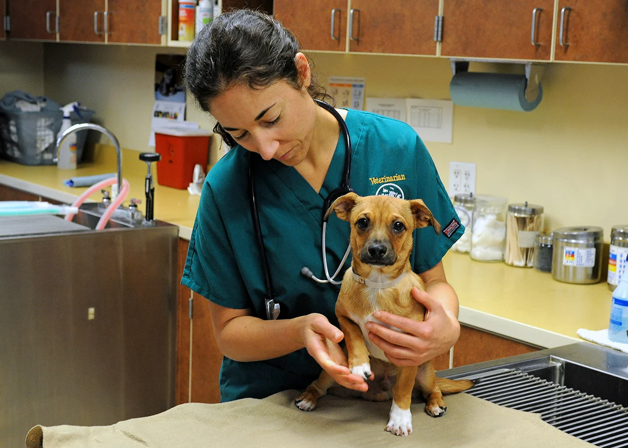 A veterinarian in green scrubs with a stethoscope is gently holding a small brown and white dog on an examination table.