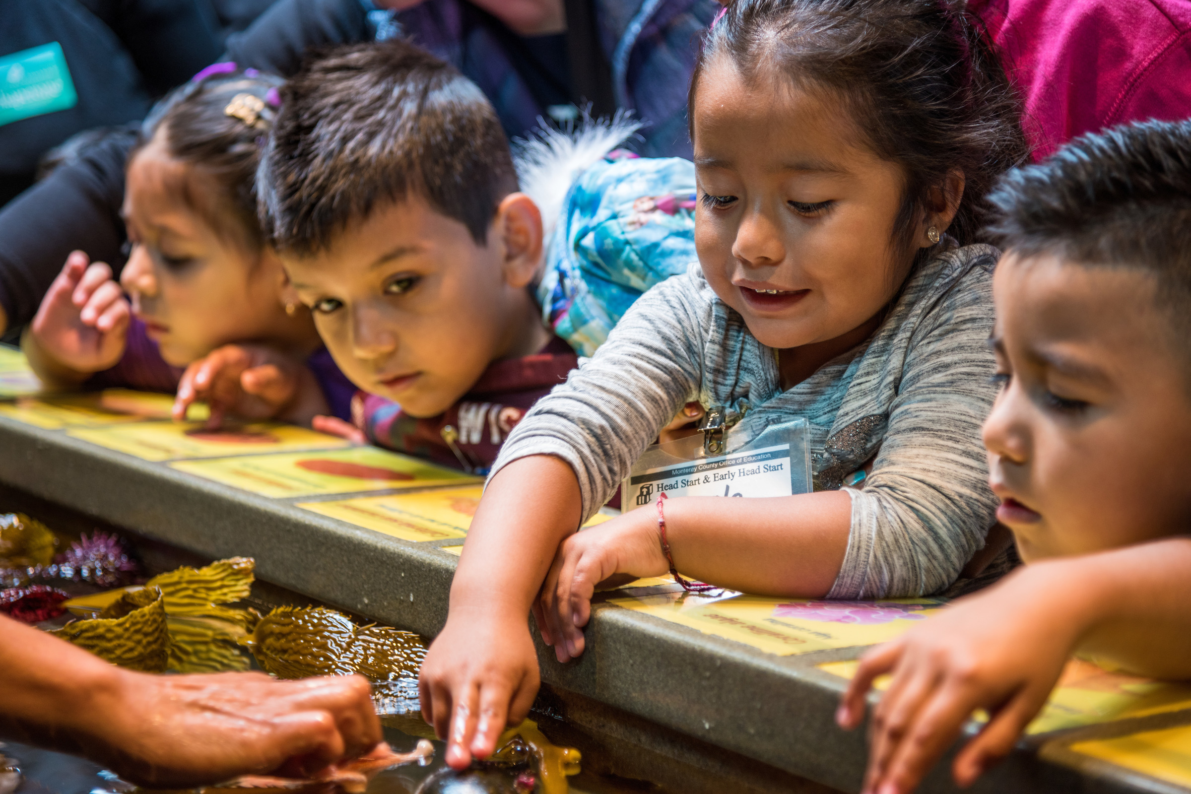 A group of young children eagerly reaching into a touch tank or tide pool exhibit at an aquarium or educational center.
